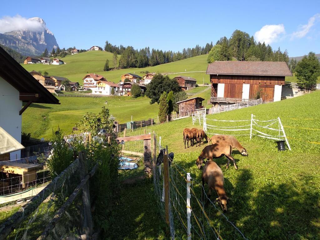 Haus Belodei - Apt B San Martino in Badia Eksteriør bilde